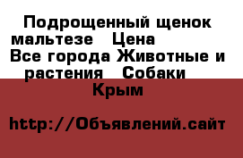 Подрощенный щенок мальтезе › Цена ­ 15 000 - Все города Животные и растения » Собаки   . Крым